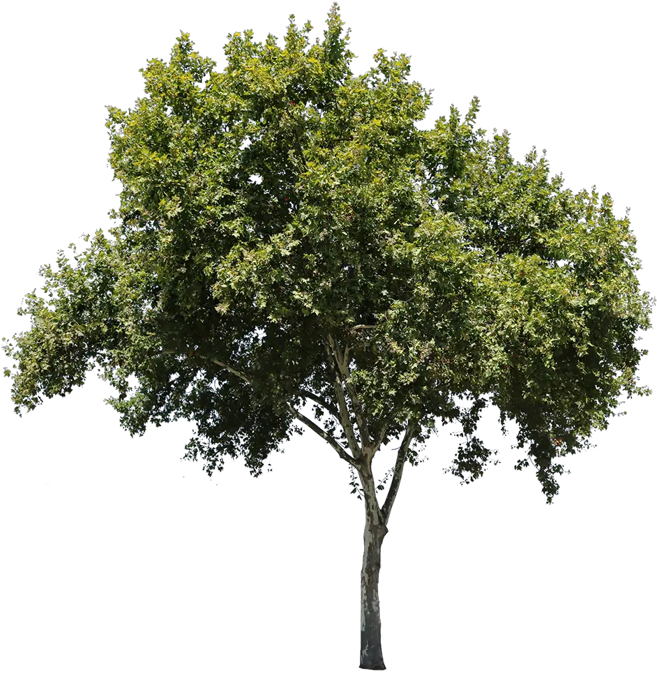 Apple Tree Isolated Tree Cut Out Png