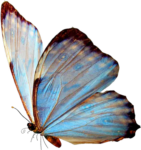 Real Blue Butterfly Png