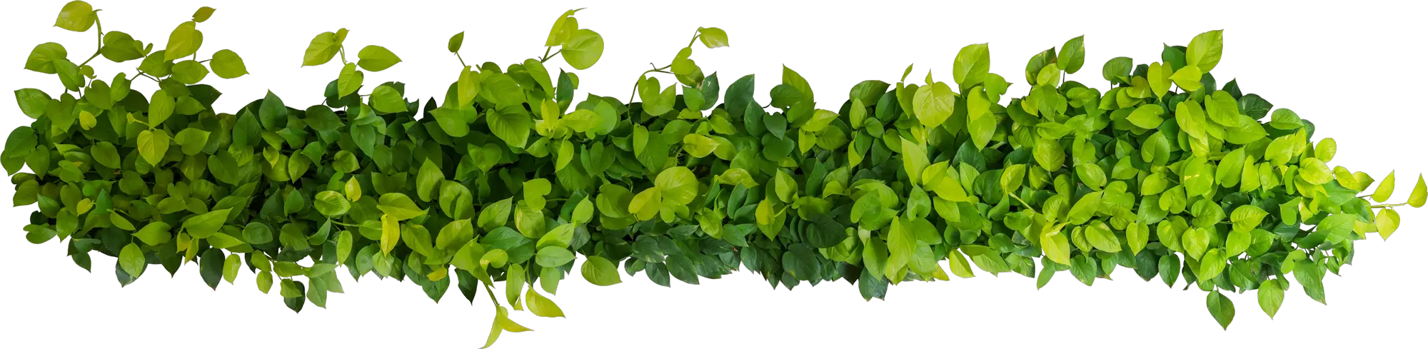 Transparent Plant Seeds Clipart Bush Top View Png