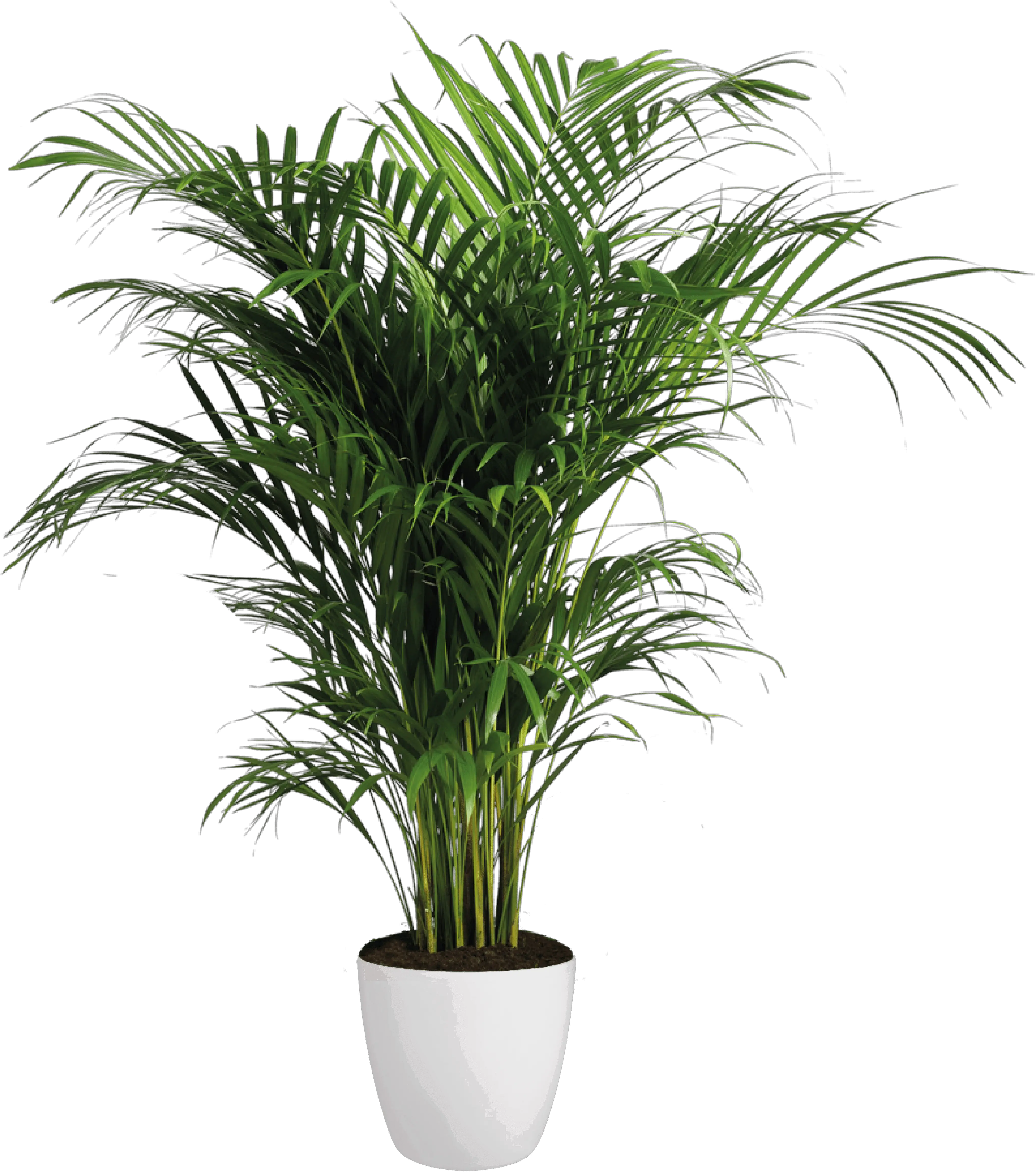 Areca Palm Transparent Background Indoor Plants Png