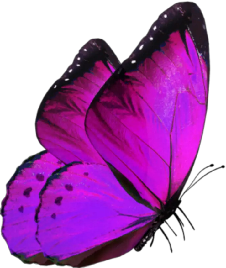 Glowing Butterfly For Editing