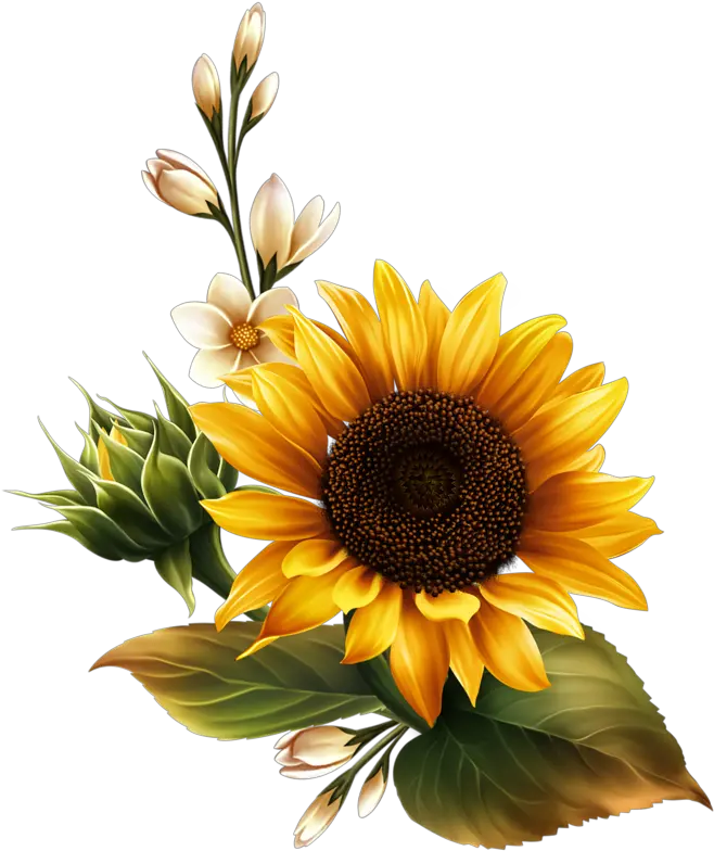 Sunflower Watercolor Png Real Sunflower Transparent Background