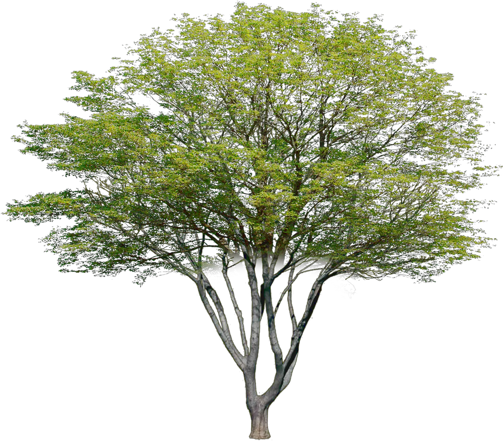 Transparent Photoshop Tree Png Multi Stem Tree Photoshop