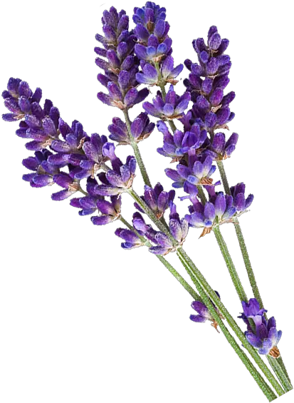 Lavender Png