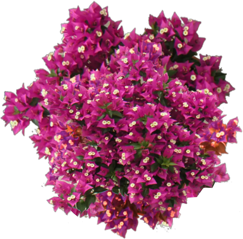 Bougainvillea Plant Top View