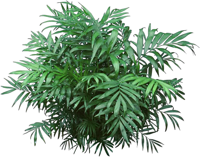 Jungle Plant Png Transparent Jungle Plants Png