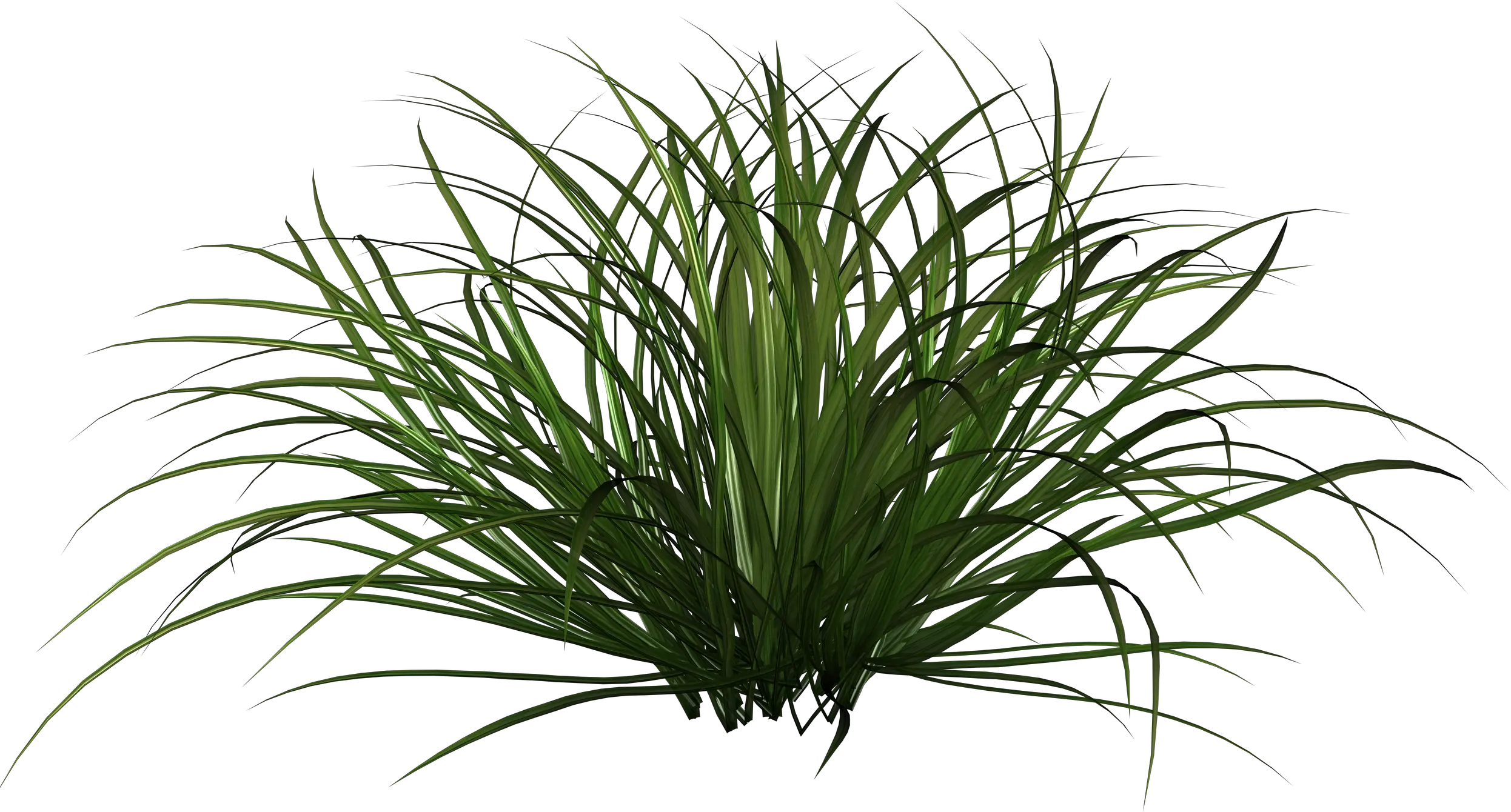 Grass Shrub Png