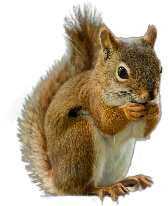 Squirrel Png Image Transparent Transparent Background Squirrel