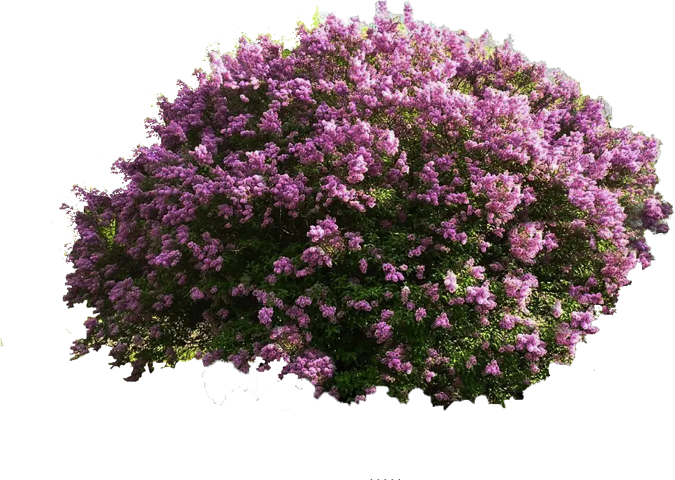 Bushes Plan View Png Purple Flower Bush Png