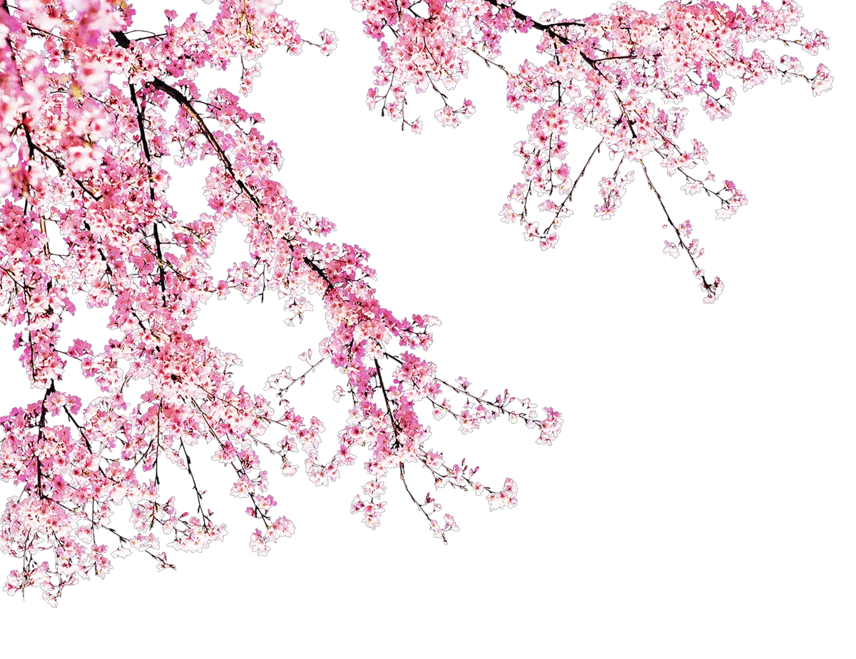 Blooming Peach Tree Transparent Background Cherry Blossom Png