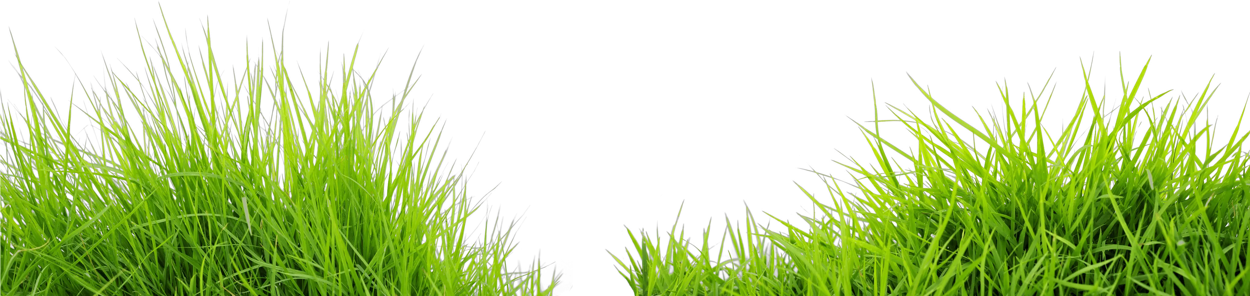 Green Grass Png Transparent