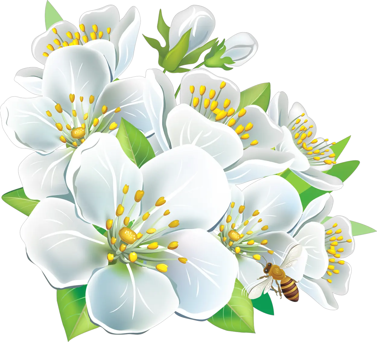 White Flowers Png Hd