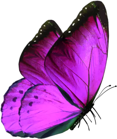 purple butterfly summer Butterfly Png Images Download