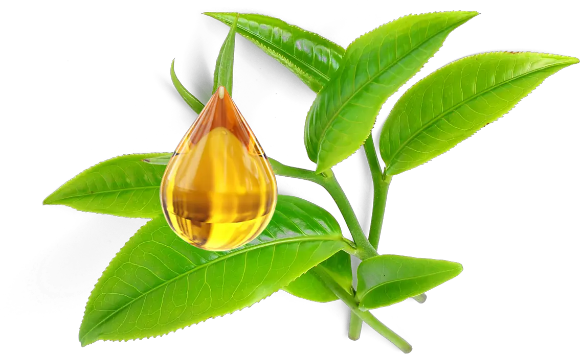 Transparent Tea Tree Oil Png