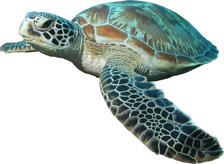 Transparent Background Sea Turtle Png
