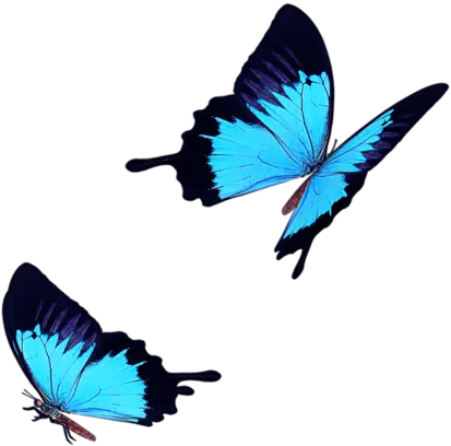 Light Blue Butterfly Fly Png Download Blue Butterfly Icon Transparent