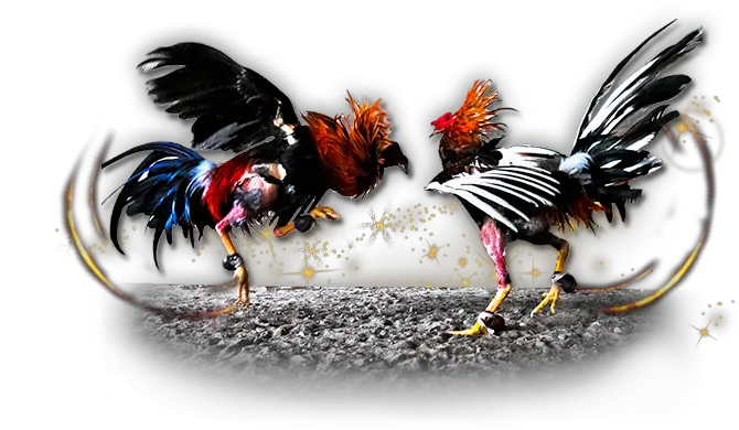 Fighting Cocks Png 3 » Png Image Cockfighting Png