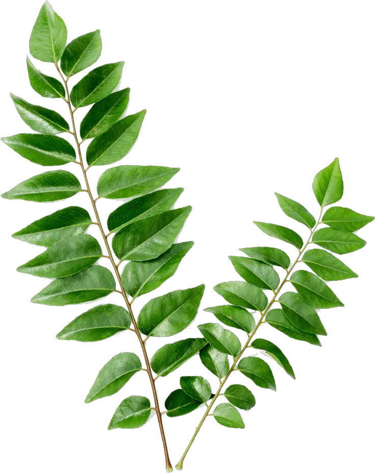 Curry Leaves Png Leaves Curry