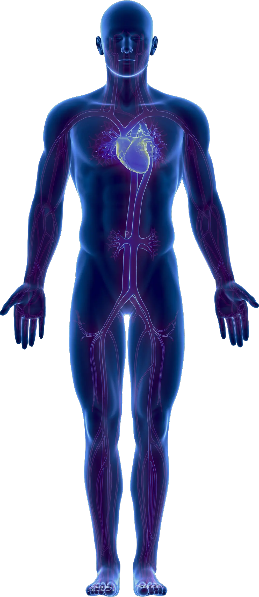 Transparent Png Body Full Human Body Png