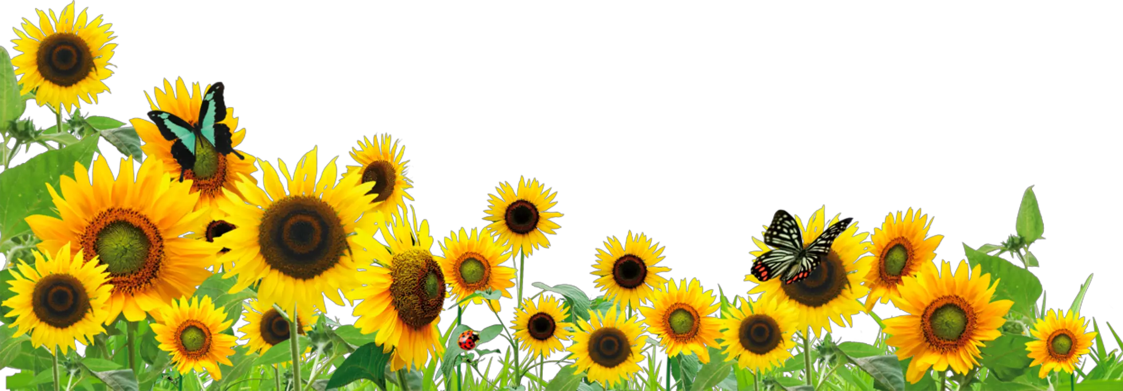 Transparent Background Sunflower Border