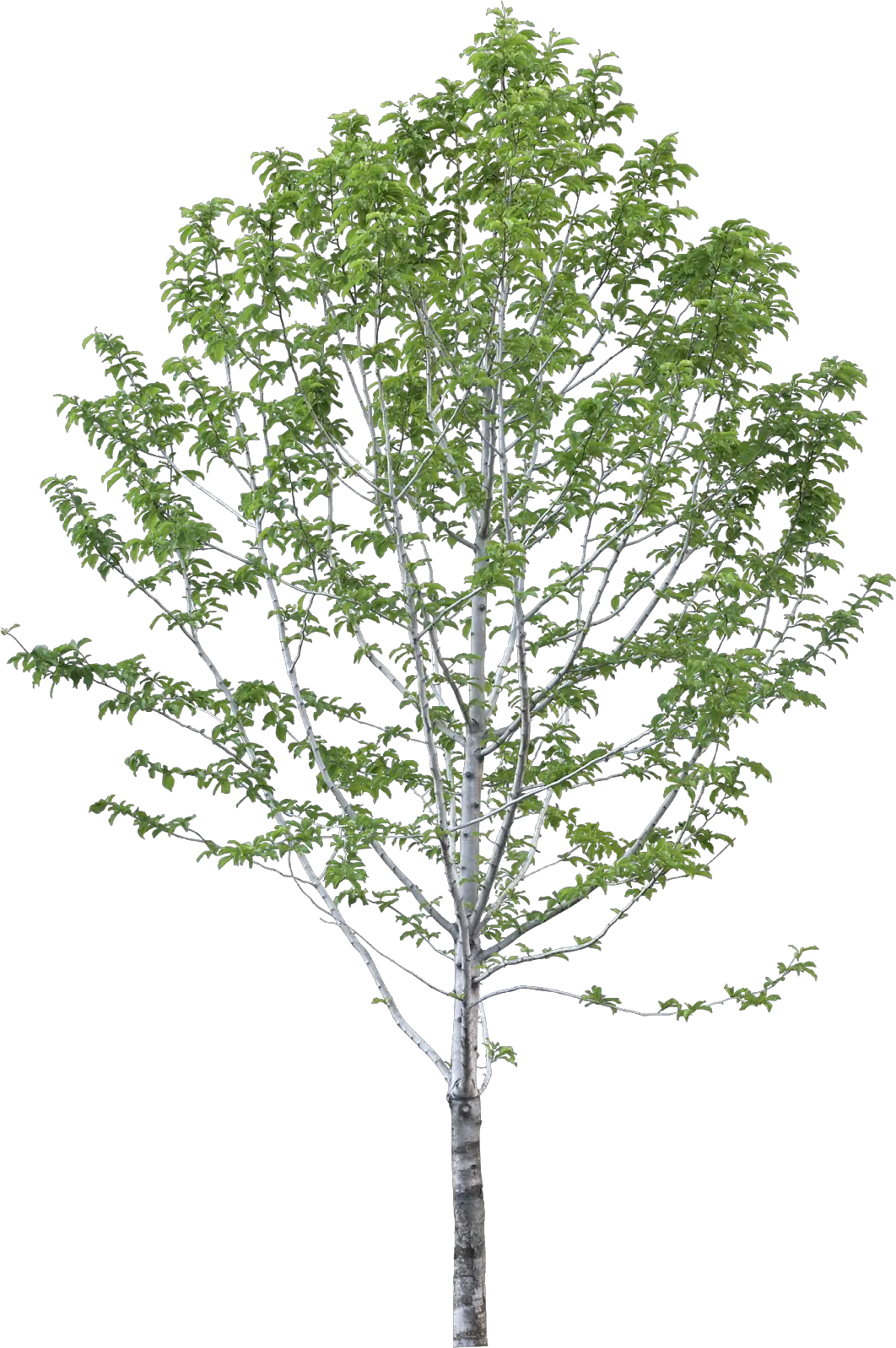 Transparent Autumn Trees Png Birch Tree Png Atumn