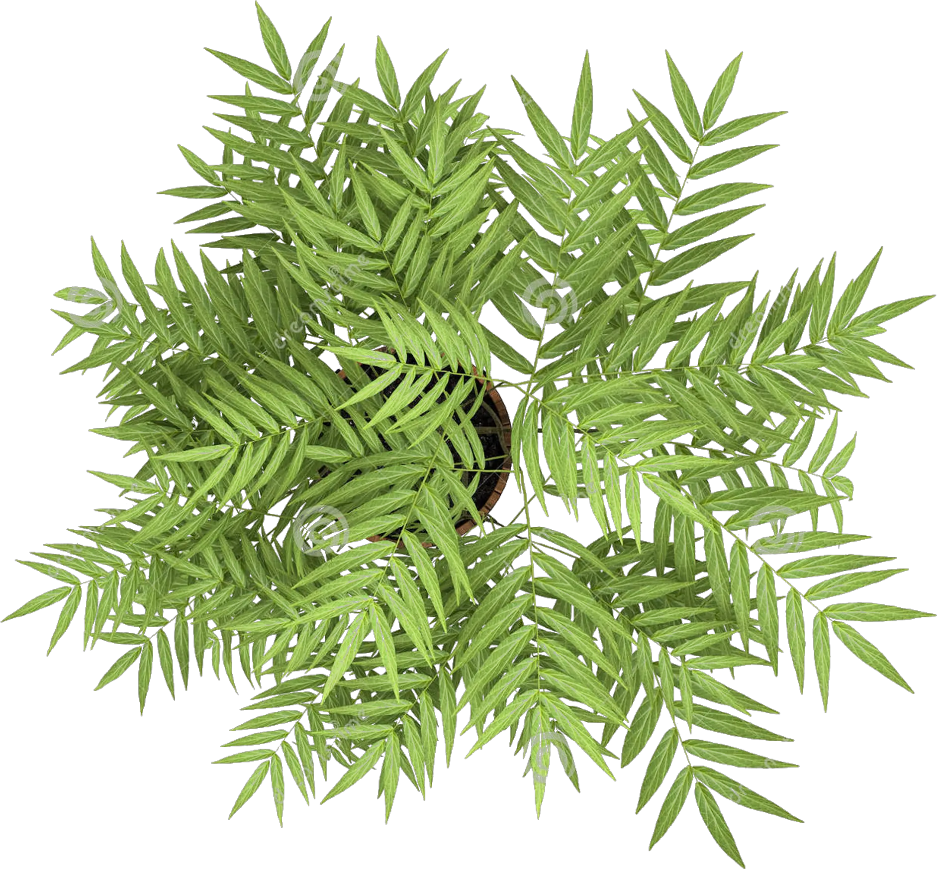 Transparent Flowering Tree Png Plant Top View Png