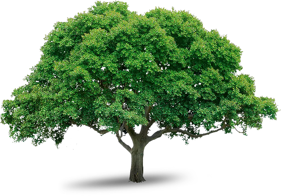 Transparent Mango Tree Png