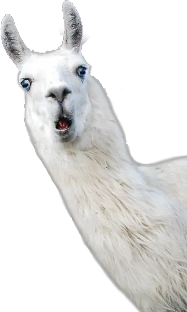 Llama Alpaca Camelids Wool Llama Png