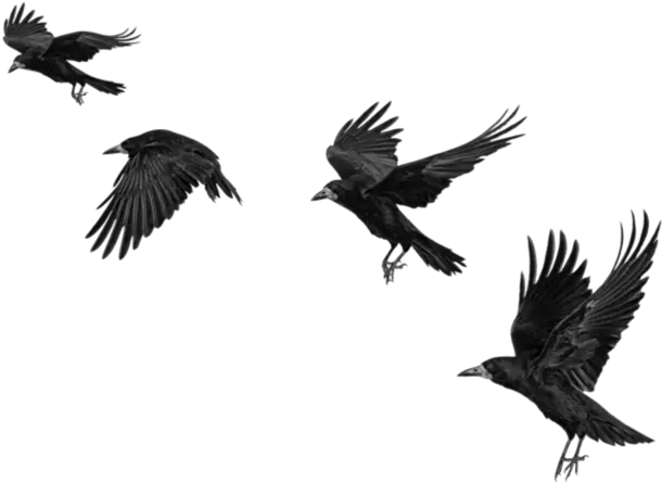 raven ravens birds bird crow crows fly blackbirds Crow Png For Picsart