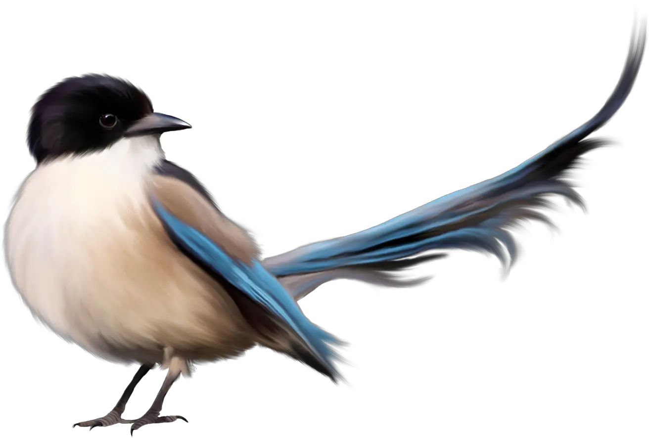 Birds Png Images Free Download