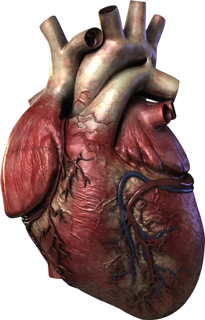 Real Heart In 3d