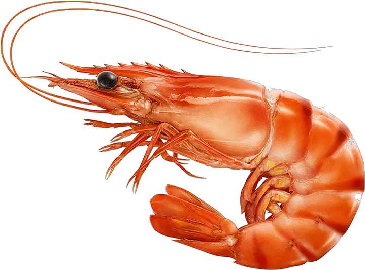 Red Cooked Prawn Or Tiger Shrimp Isolated T