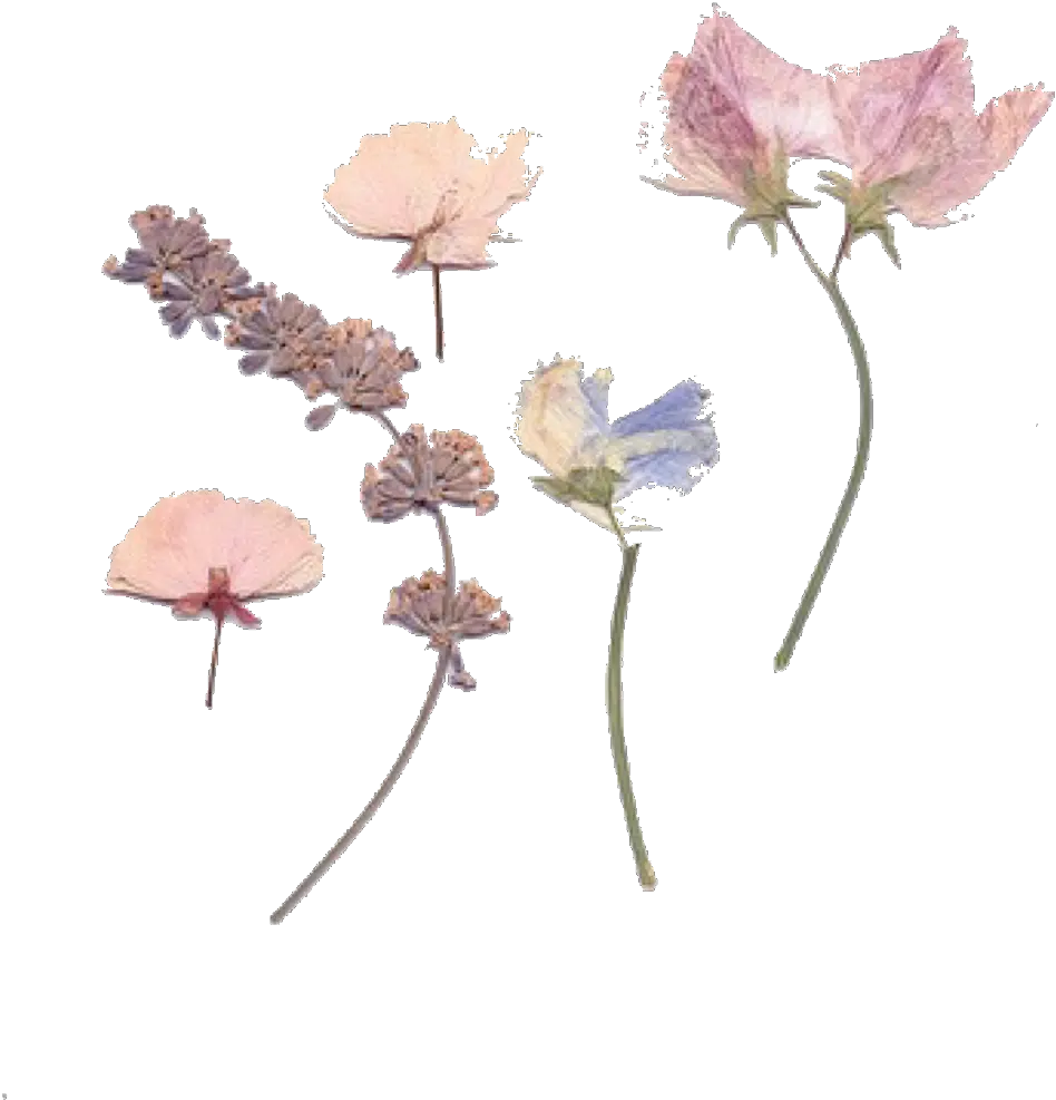 pink pinktheme pinkaesthetic aesthetic flowers Pressed Dried Flower Png