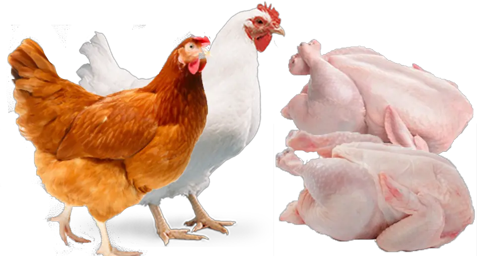 Poultry Transparent Background Png Image Broiler Png