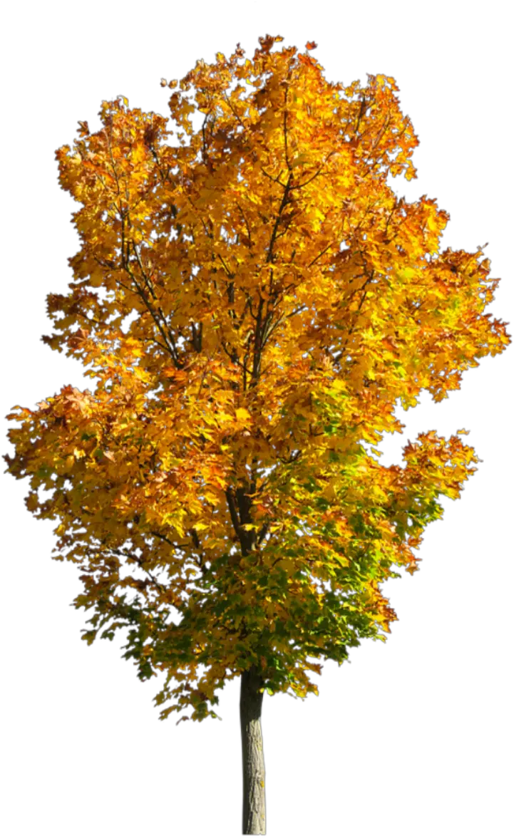 Transparent Fall Tree Png Fall Tree Transparent Background