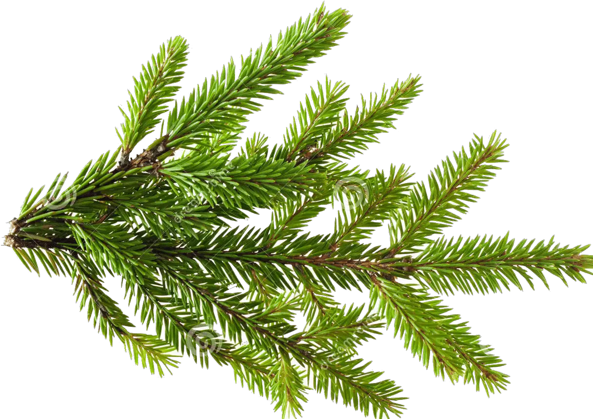 Pine Pine Tree Leaf Png