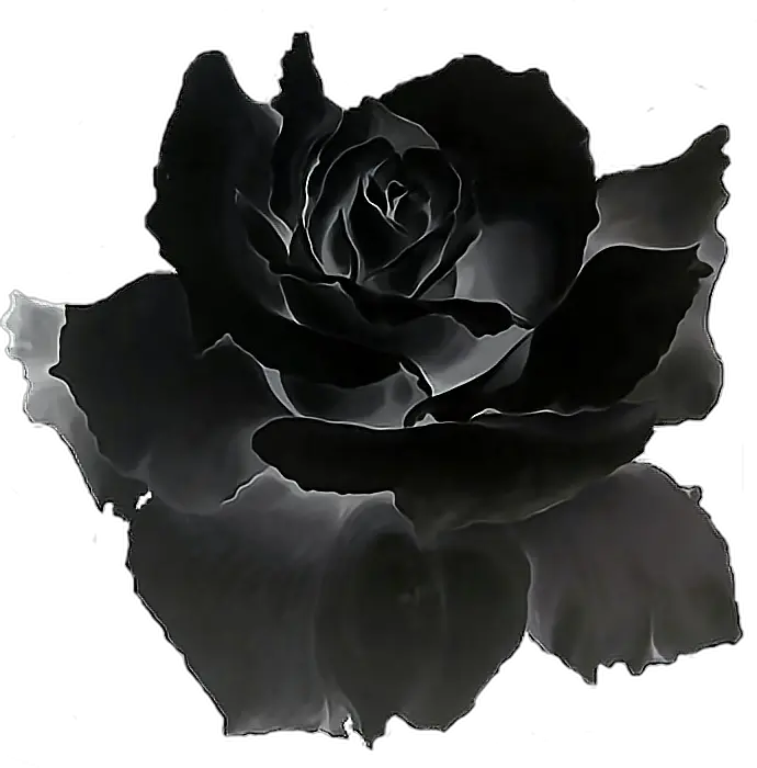 Black Rose Png - Black Rose Gif Transparent