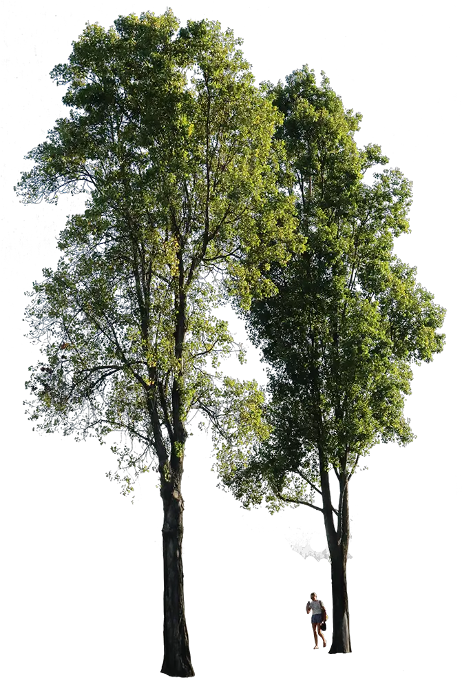 Tree Png High Quality