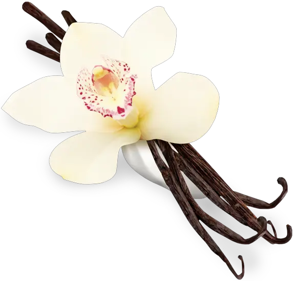 Vanilla Flower Png Transparent Background Vanilla Png