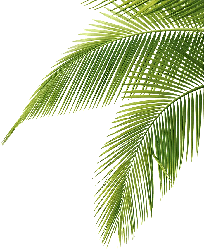 Palm Tree Leaf Png Palm Tree Leaves Png