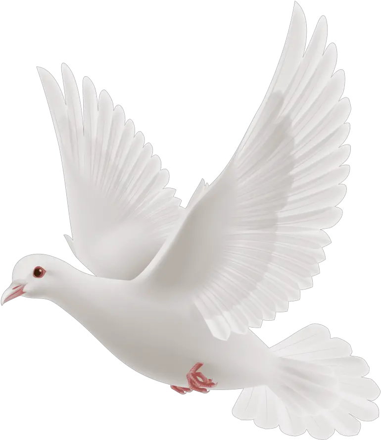 White-dove Transparent White Dove Png