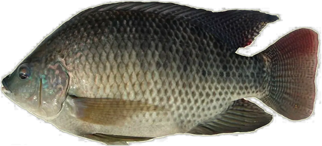 Thumb Image Tilapia Fish In Philippines