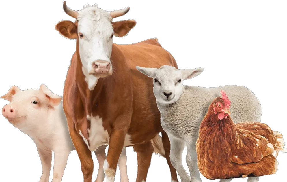 Farm Animals Png Different Kinds Of Animals In A Farm Png