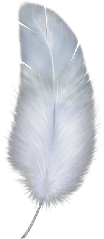 Birdy Feather Png Download Free Feather Transparent Background