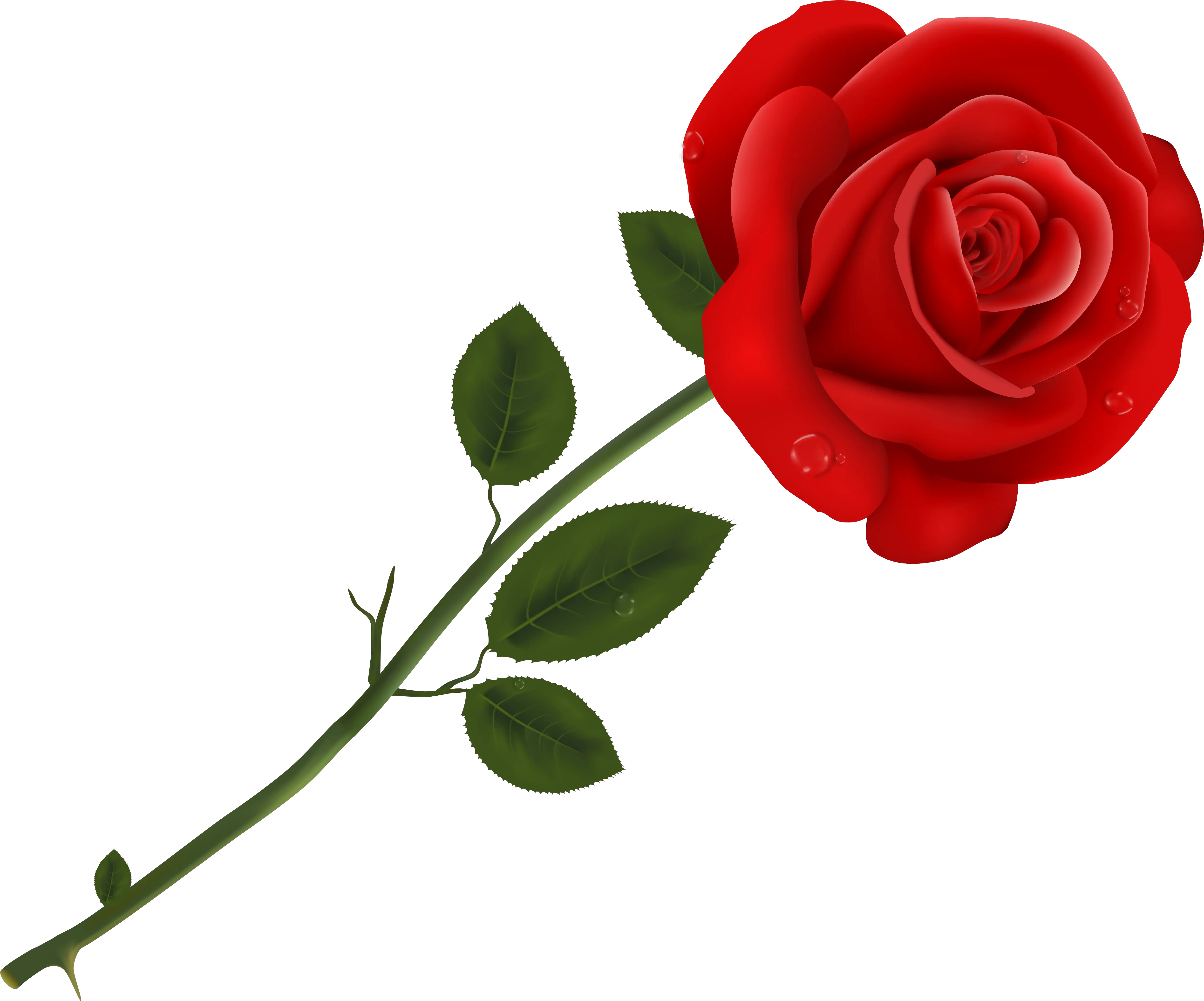 Lancaster Tea Red Rose Pizzeria Red Roses Rose Clipart