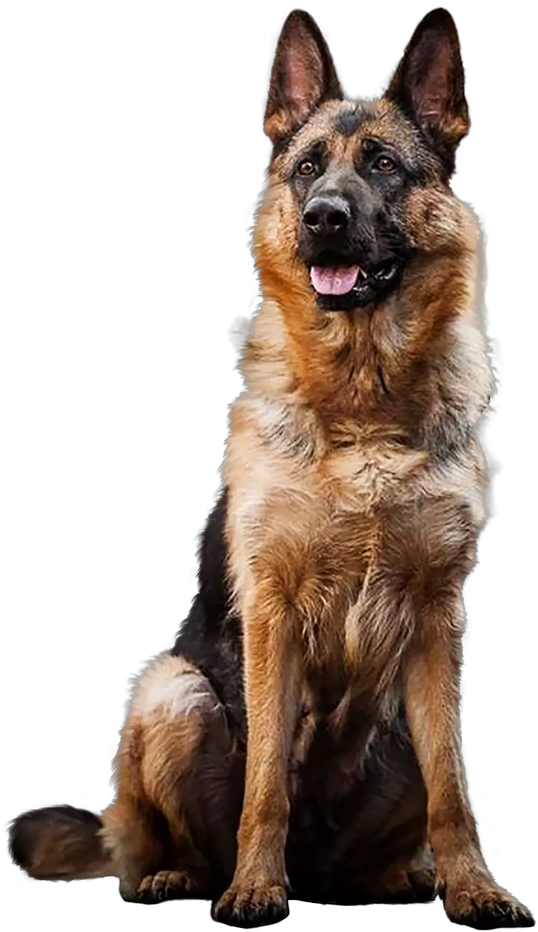 German Shepherd Png German Shepherd Dog In Transparent Background