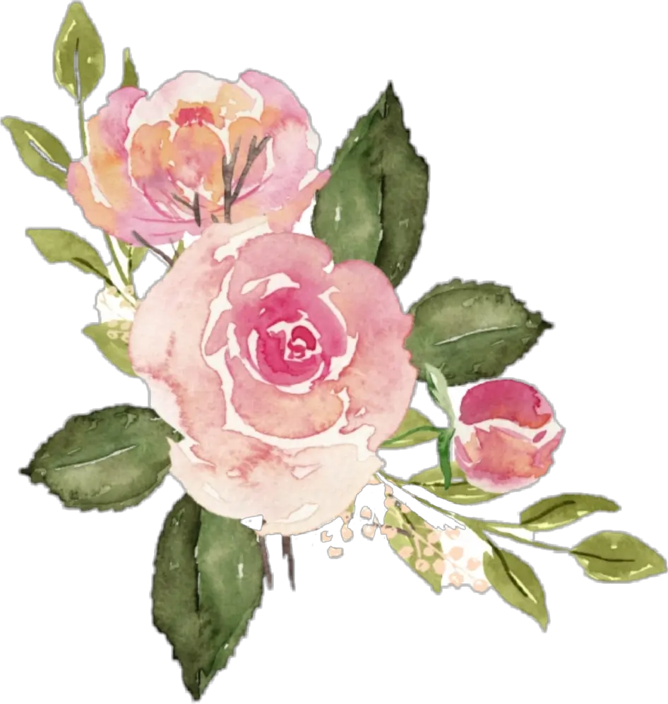 watercolor roses flowers floral bouquet pink Watercolor Pink Rose Png