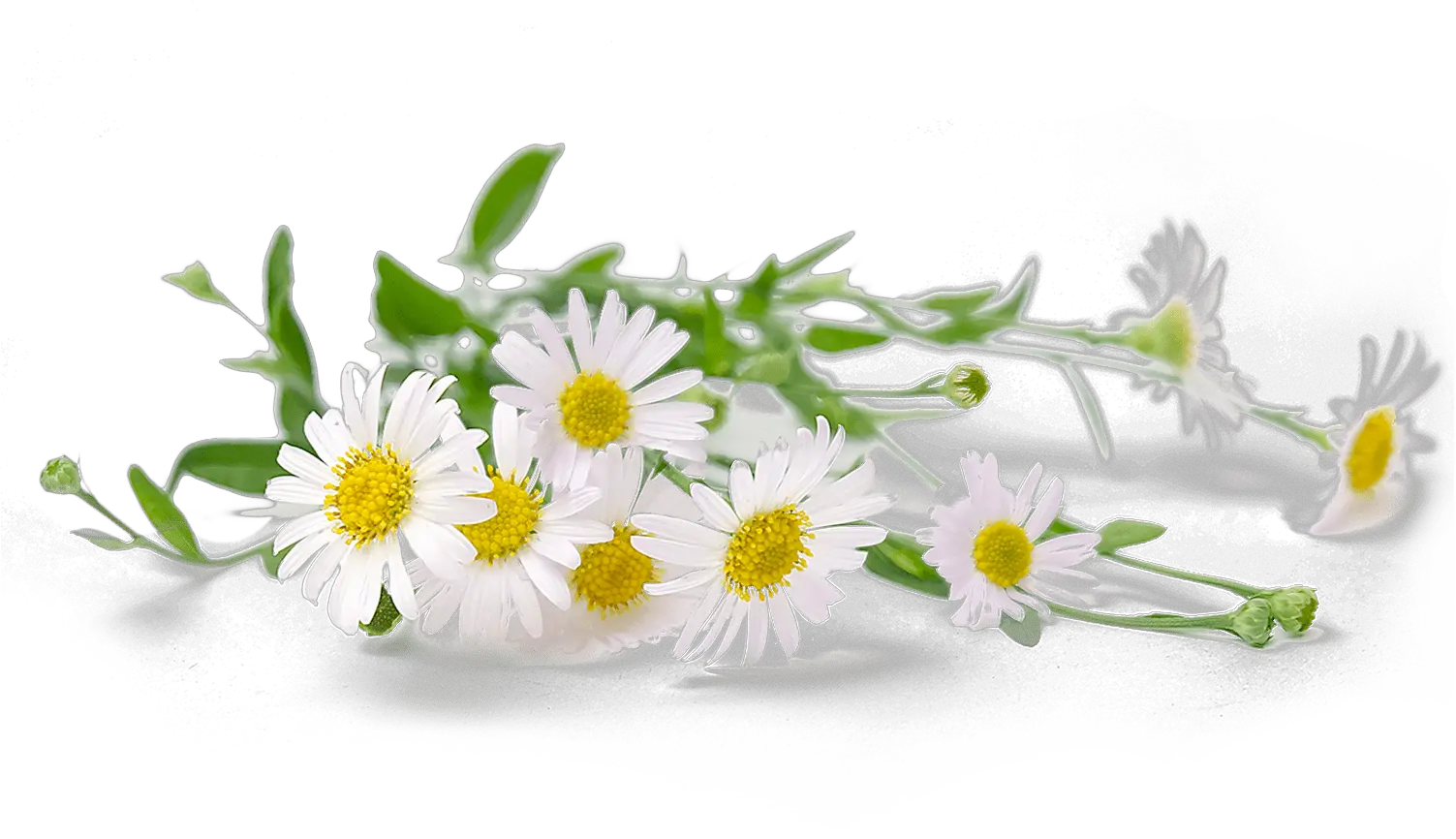 Chamomile