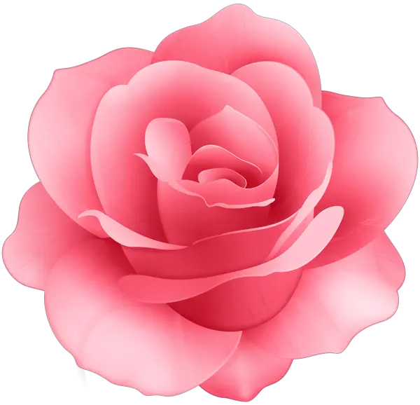 Rose Flower Clip Art Image Transparent Background Pink Flower Png