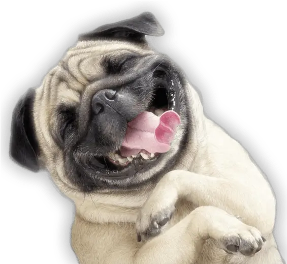 Funny Dog Transparent Png